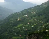 hamsikoy